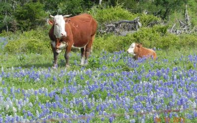 Bluebonnet Photo Shoot and Festival, April 20, 2013