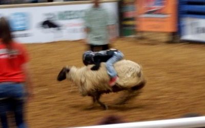 “Mutton Bustin” for small kids at the Mesquite Rodeo was exciting.