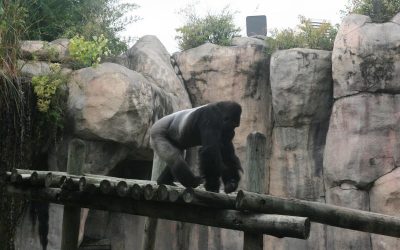 TIAA members watched a lowland gorilla strut his stuff at the Fort Worth Zoo in November.