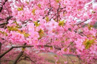 CANCELLED: Cherry Blossom Festival – Dallas Arboretum