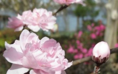 Dallas Blooms/Cherry Blossom Festival, Dallas Arboretum