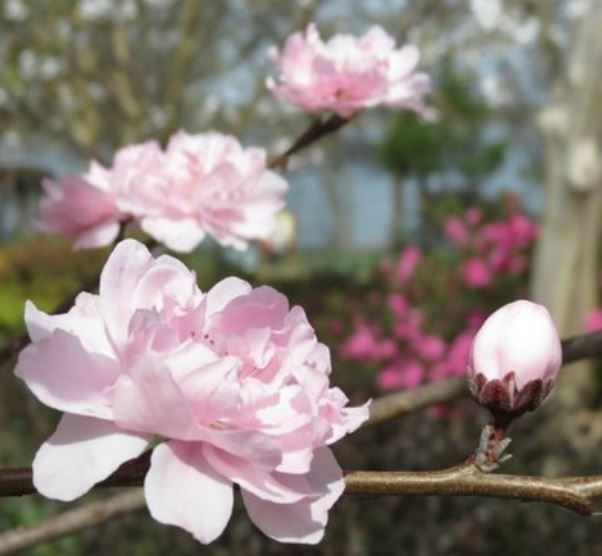 cherry-blossom-picture