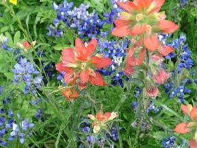 Ennis Bluebonnet Festival