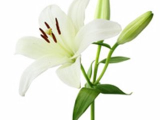 1-lilies