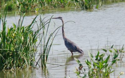 John Bunker Sands Wetlands tour