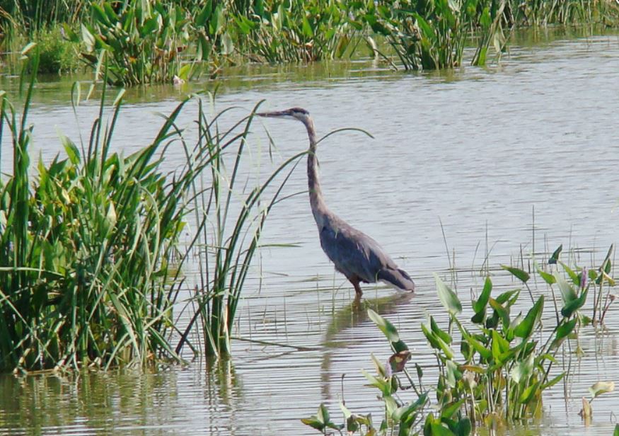 blue-heron