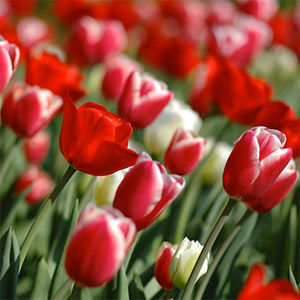 1-tulips