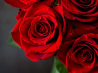 1-red-rose