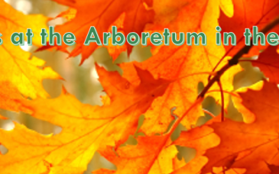 Arboretum in the Fall